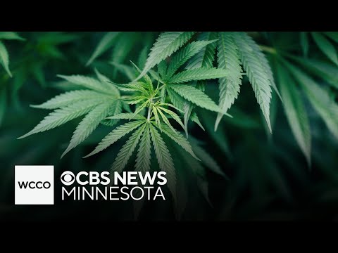YouTube video thumbnail: Albert Lea Approves 2 of 3 Cannabis Businesses