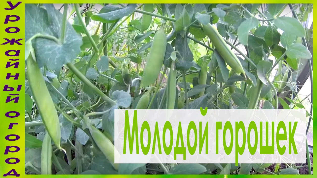 Урожай зеленого горошка посаженного рассадой выращенной без земли
