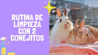 Rutina de limpieza con mis conejitos ✨️ Pistachio y Baby Mochi 🐰🐰