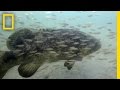 Goliath Grouper Management Quiz