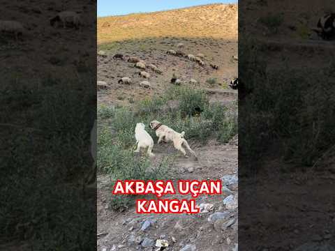 SÜRÜ KÖPEKLERİNİN EFSANE KARŞILAŞMASI. #anadoluçobanköpegi #safkangal #dağlar #duman #koyunlar