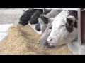 Understanding Beef Production