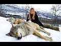 Wolves: Lifespan, Behavior, and Conservation