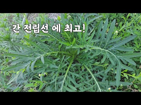 간 전립선에 최고! '이것' 혈액을 20대로 맑게 회춘 한다