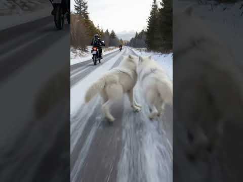 Arctic Snow Wolf Rescue Bikers From Sinkhole #dog #rescue #animals
