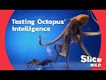 Understanding Octopus Intelligence