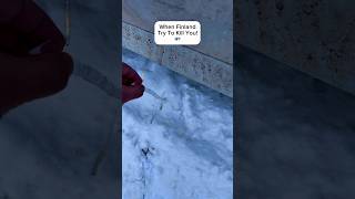 This fell from the tree above 😟🇫🇮#shorts