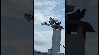 probando pichona azul pinta muy bien