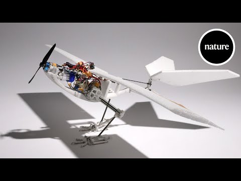 Watch this bird-inspired robotic drone leap into the air