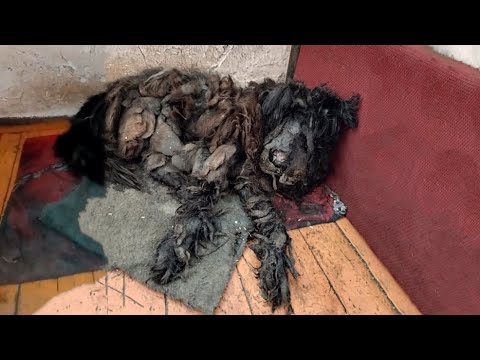 Blinded By Hardened Glue Like Stone, He Couldn't See - Yet Wagged Tail When Finally Held With Love!