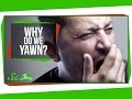 Understanding Yawning