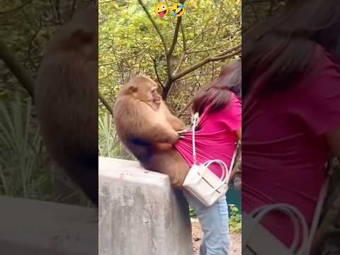 Most Funny Monkey 🤣🤪