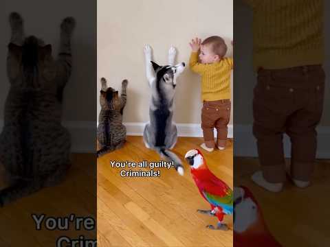 🦜 When the Parrot Turns into Mom🤣Strict Parrot vs Naughty Kids🐶🐱👶