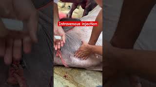 Intravenous injection l dr Umar Khan