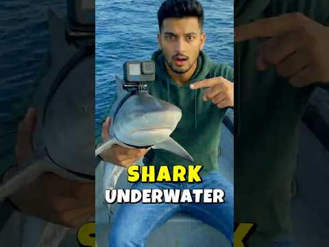 Underwater World of Shark ! Vlog #shorts #shark #viralvideo