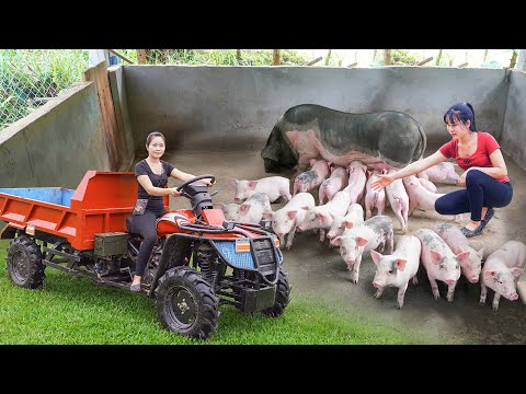 Caring for Piglets on the Farm – An Inspiring Journey to a New Truck | Chuyên Bushcraft