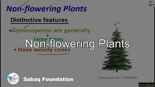 Non-flowering Plants