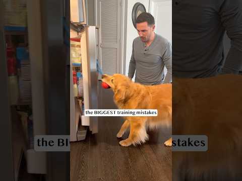 donโt make these dog training mistakes ๐ฌ