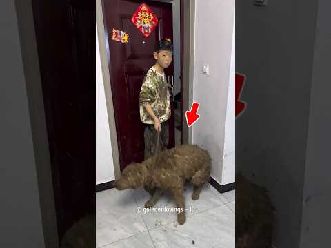 The Dog Made The Boy Muddy ๐