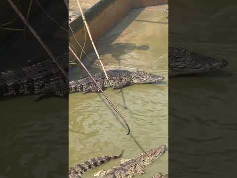 He used a magic hook to catch this crocodile.#song #shortvideo #shorts #short #subscribe