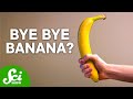 Understanding Bananas: From Popularity to Pathogen Threats