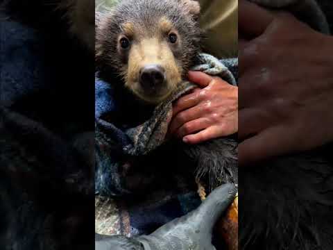 “Yog‘, sekin!”—Team Slides a Tin Off a Bear Cub’s Paw