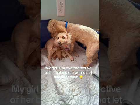 Dog dad doesn't want to pay puppy support#dog#funny#funnyanimals#funnypets#animals #pet #foryou