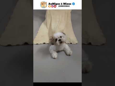 Carinha de anjo, mas apronta todas em casa #vidaanimal #pets #selva #memes #petsfofinhos #cachorro