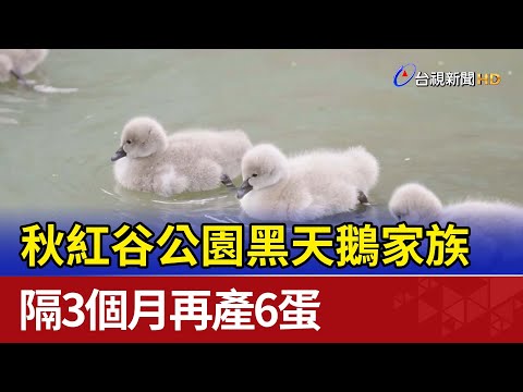 秋紅谷黑天鵝下蛋 市府啟動「守護鵝寶計畫」 - YouTube(1分33秒)