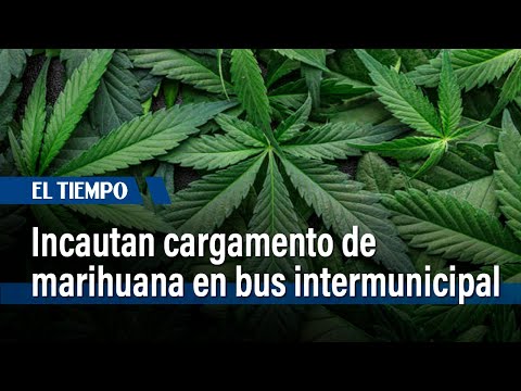 Incautan cargamento de marihuana en bus intermunicipal rumbo a Bogotá | El Tiempo