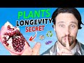 Phytonutrients and Their Health Benefits