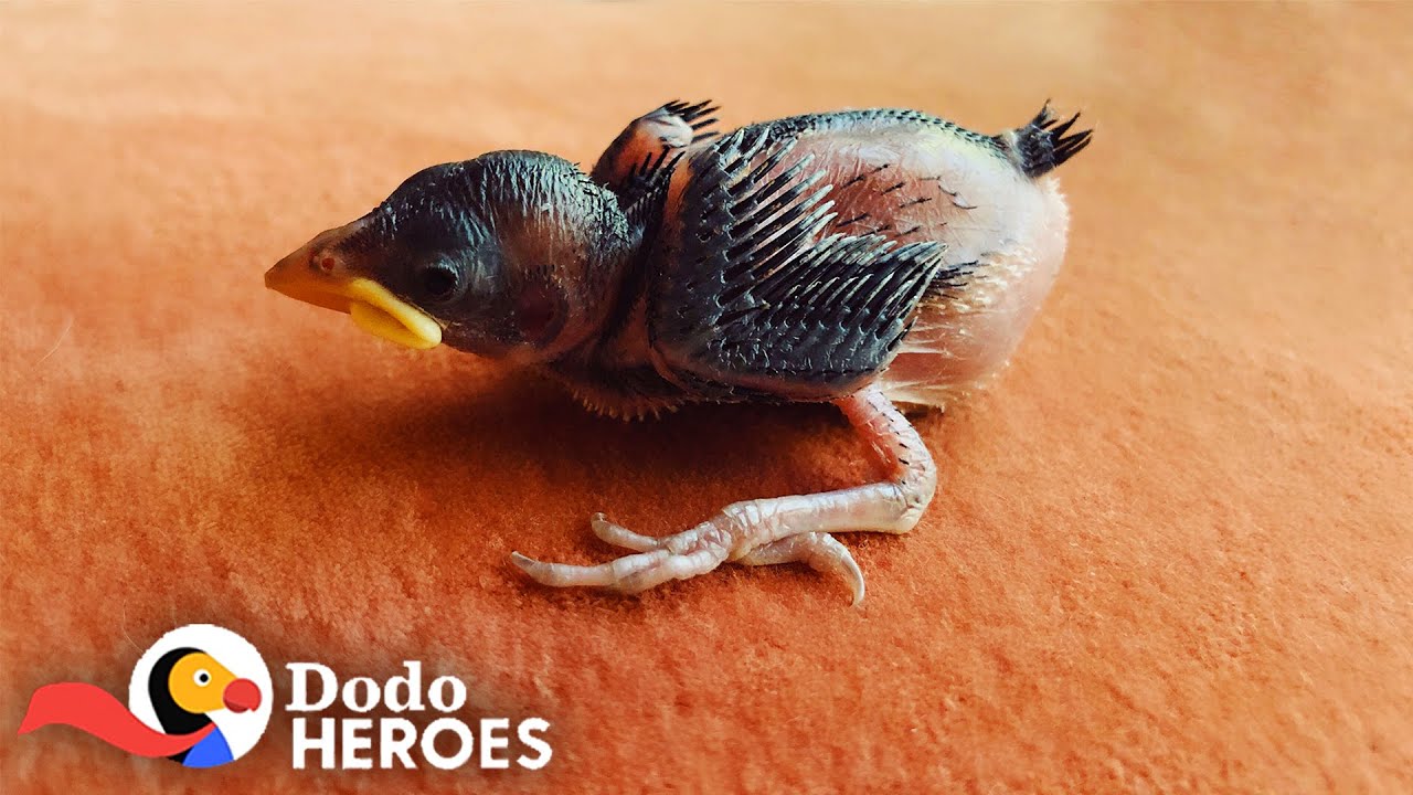 1-Day-Old Sparrow Makes His Rescuer Fill Her House With Baby Birds Heroes