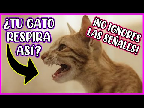 SEÑALES de ALERTA en la RESPIRACIÓN de tu GATO que NO PUEDES IGNORAR!! - SiamCatChannel