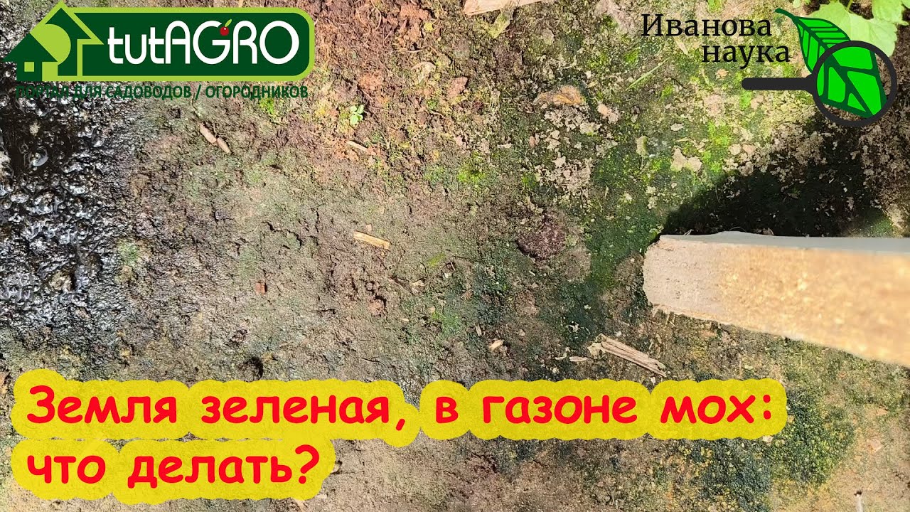 Ну вот! Доигрались! Земля позеленела, мох в газоне: что делать культурным садоводам и огородникам