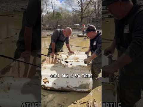 Wrangling The Largest Alligator Snapping We’ve Ever Seen! #shorts #alligatorsnappingturtle #turtle