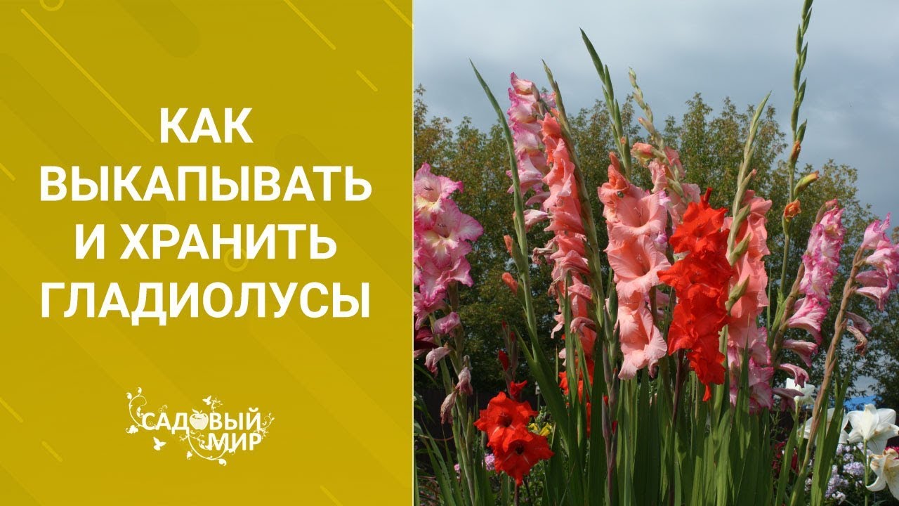 #2 Как выкапывать и хранить гладиолусы