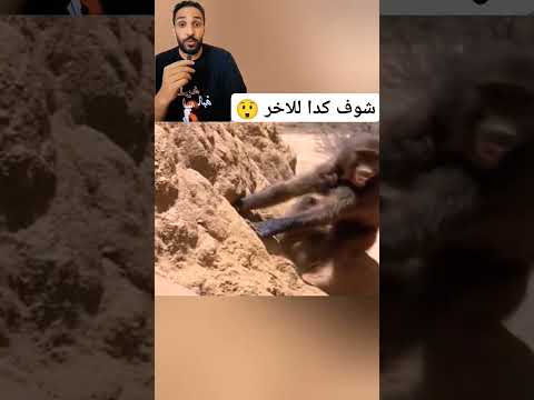 اغرب طريقه بيستخدموها لمعرفه مكان الماء ?#معلومات #ماء #افريقيا #قرود