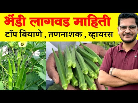 भेंडी लागवड संपूर्ण माहिती / Bhendi lagavd mahiti | Krushimitra Vishal