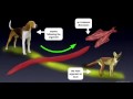 Understanding Red Herring and Straw Figure Fallacies