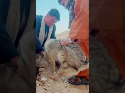 صيد الذئب البري 🐺🐺