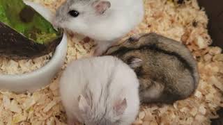 ジャンガリアンハムスターグルメツアー第7弾"アボカド"　#Jungarianhamster #정글리안햄스터 #準倉鼠