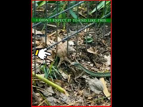 The cat that saved the frog from the snake☠️#edit #animals #viralvideo