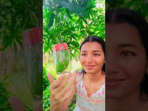 আমটা কি কৌটোর মতো হলো?#plants  #gardening#gardeningtips