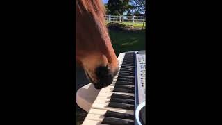 Horse Plays Baba O' Riley