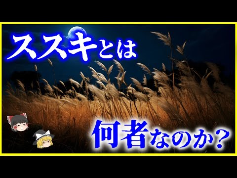 【ゆっくり解説】自然界の日米戦争⁉️北米を侵略中の「ススキ」とは何者なのか？を解説/セイタカアワダチソウとの戦い…ススキが次世代エネルギー!?