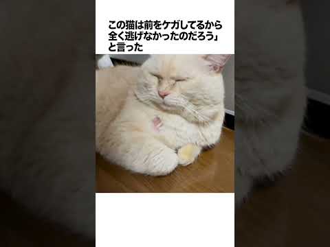 元野良ボス猫ニャーゴ伝説⑤