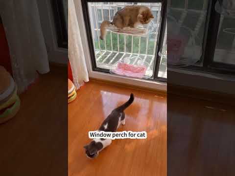 Window perch for cat #bestpetsupplies #catbed #petcareprovider #pets #petbed