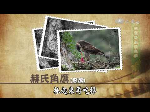【呼叫妙博士】20150306 - 消失的山林尊王 - 熊鷹 - YouTube(24分)