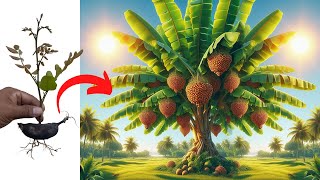 Growing Plants With Toothpaste Actually Works AMAZING! Use Banana fruit for growing longan