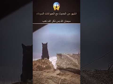 انتبهوا من الحديث مع الحيوانات السوداء 😨